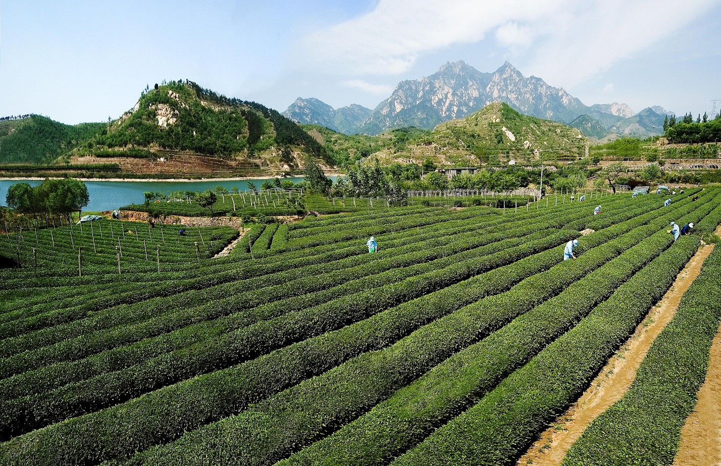 泰山茶园00.jpg