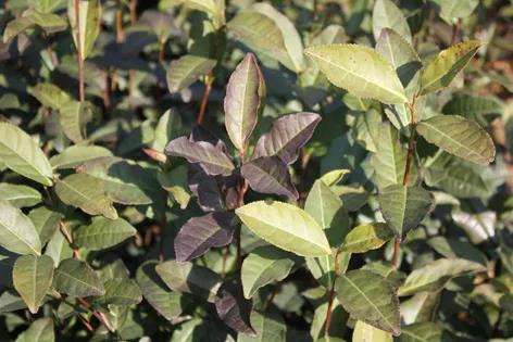 微信图片_20201222100126.jpg 微信图片_20201222100126.jpg