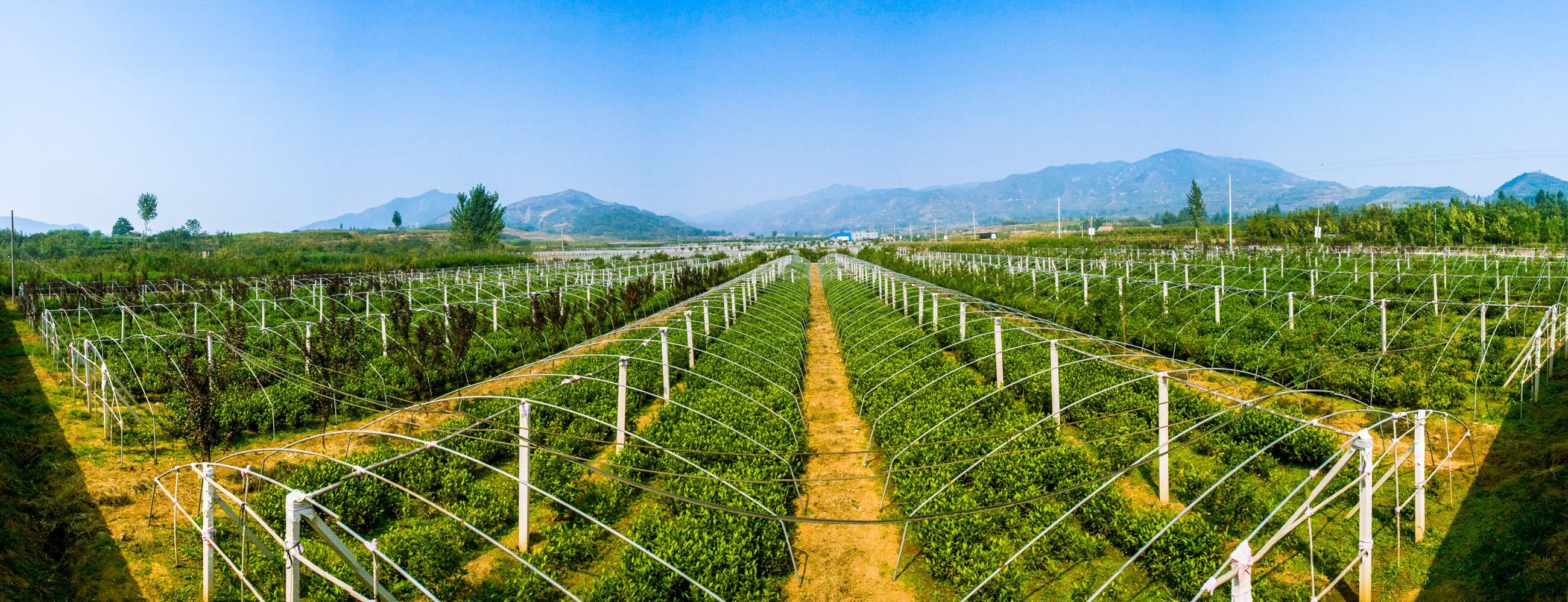 泰山茶茶园基地.jpg