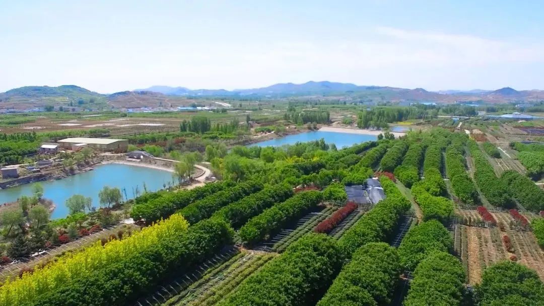 技术指导｜我市茶园越冬防护技术指导意见出台