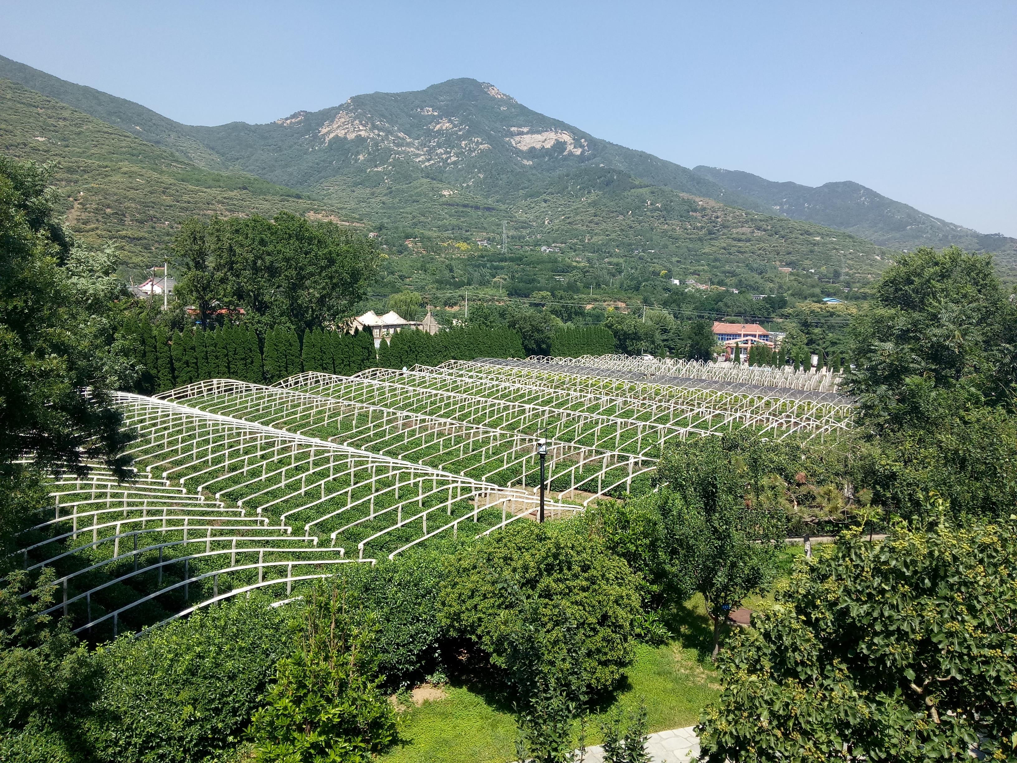 五岳归来看山水，一杯泰山阅清欢